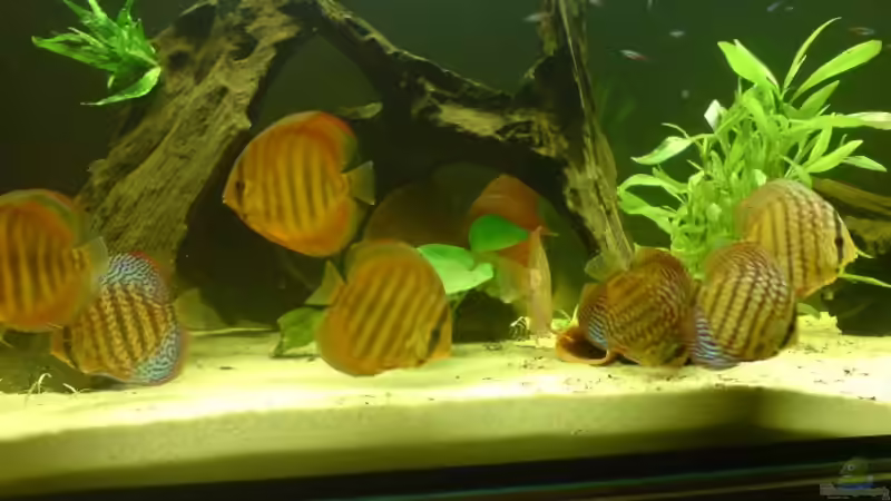 Aquarium Hauptansicht von Becken 2537