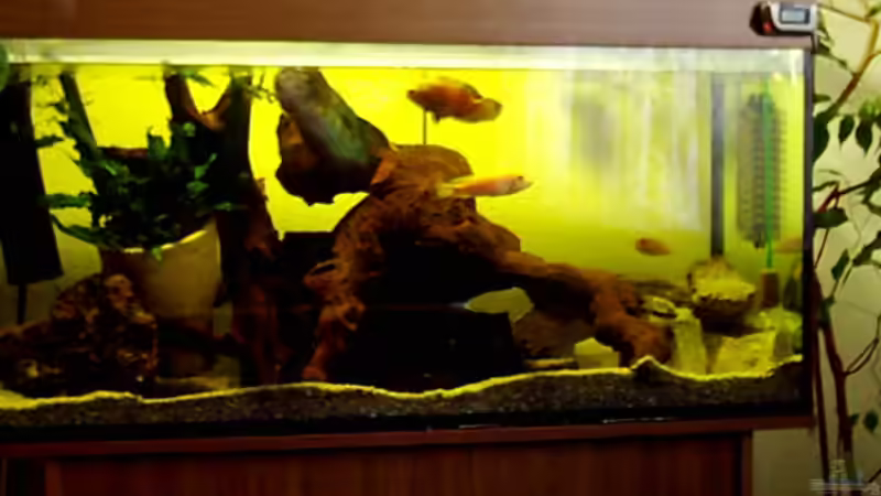 Aquarium Hauptansicht von Becken 257
