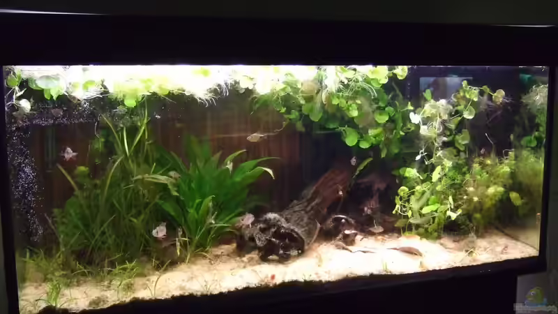 Aquarium Hauptansicht von Becken 25713