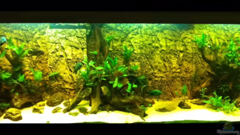 Aquarium Hauptansicht von Becken 25933