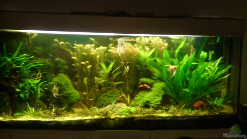 Aquarium Hauptansicht von Becken 26009