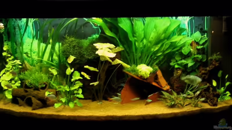 Aquarium Hauptansicht von Becken 261