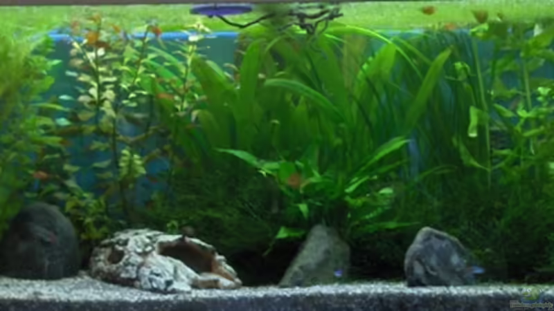 Aquarium Hauptansicht von Becken 2638