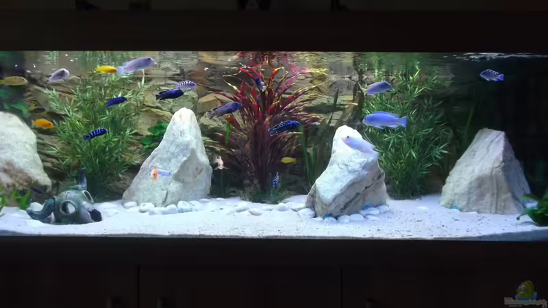 Aquarium Hauptansicht von Becken 26600