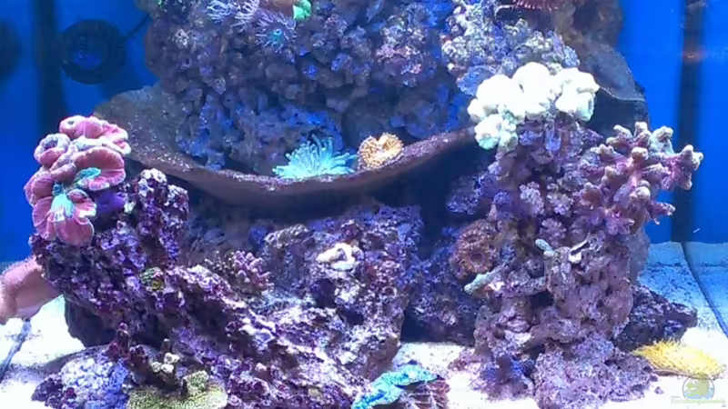 Aquarium Hauptansicht von Becken 26778