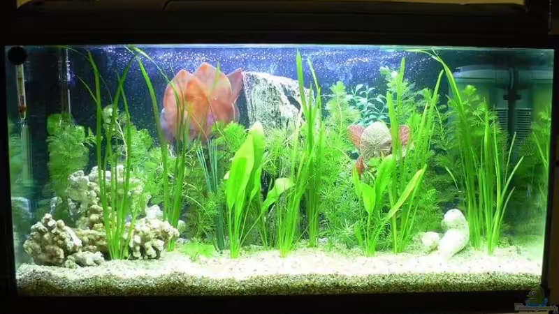 Aquarium Hauptansicht von Becken 2719