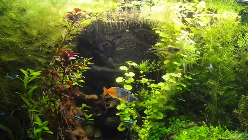 Aquarium Hauptansicht von Becken 27966