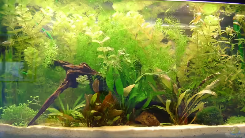 Aquarium Hauptansicht von Becken 2836