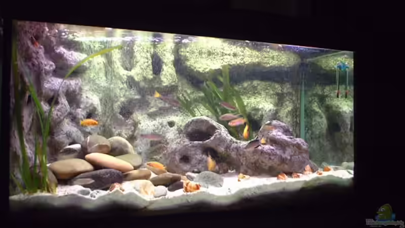 Aquarium Hauptansicht von Becken 285