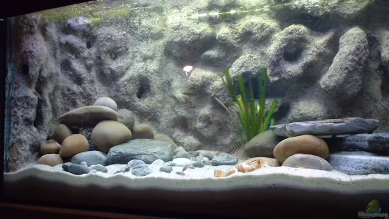 Aquarium Hauptansicht von Becken 286