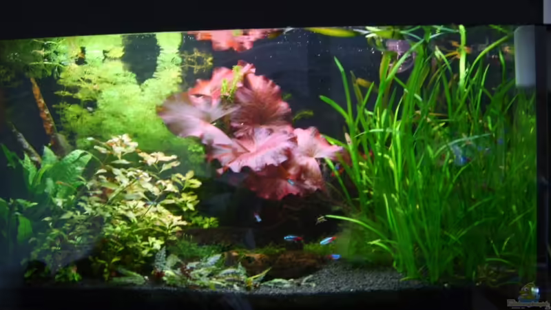 Aquarium Hauptansicht von Becken 2871