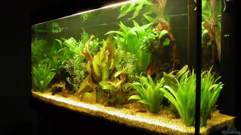 Aquarium Hauptansicht von Becken 2937