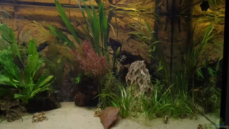 Aquarium Hauptansicht von Becken 30852