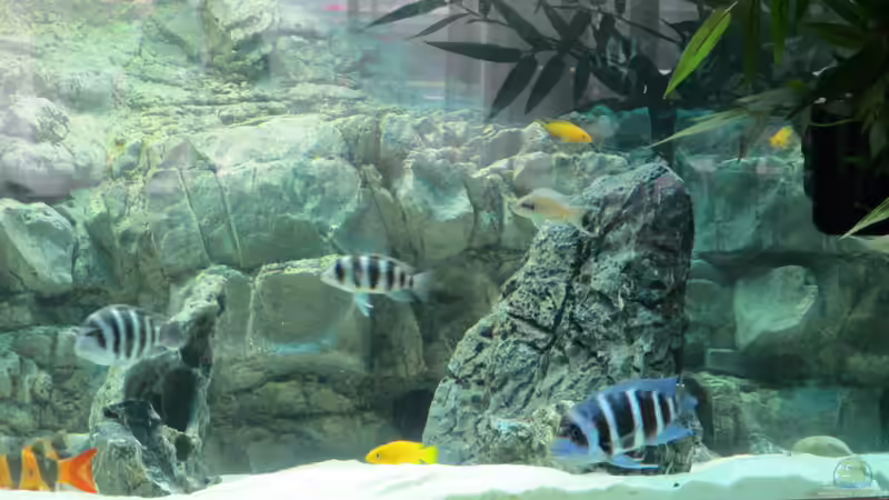 Aquarium Hauptansicht von Becken 30929