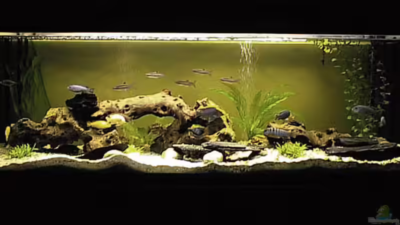 Aquarium Hauptansicht von Becken 31