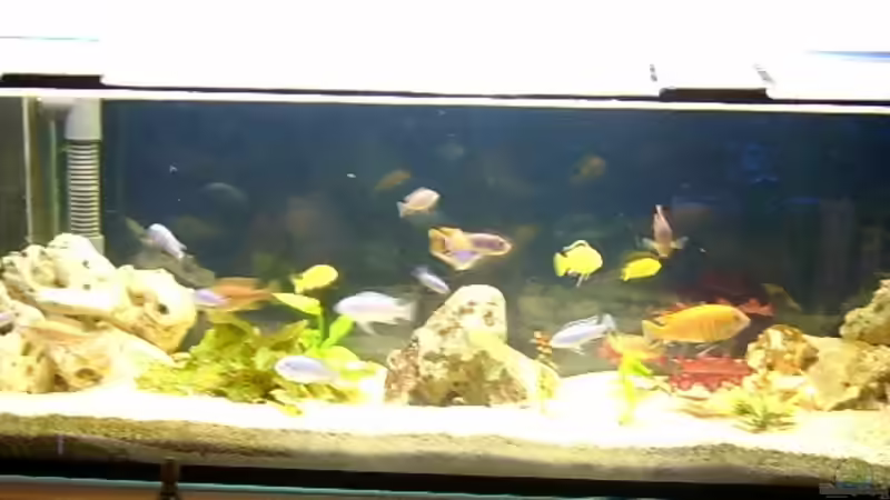 Aquarium Hauptansicht von Becken 310