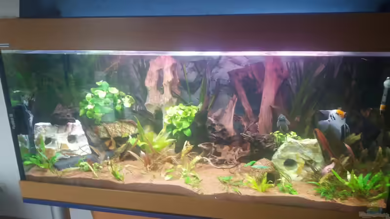 Aquarium Hauptansicht von Becken 31561