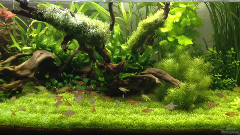 Aquarium Hauptansicht von Becken 31758