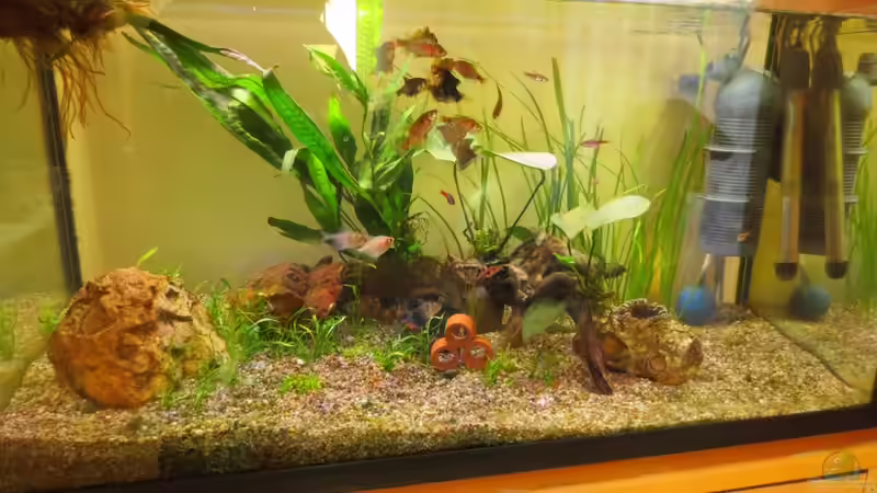 Aquarium Hauptansicht von Becken 32163