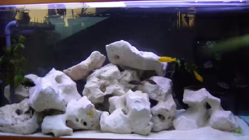 Aquarium Hauptansicht von Becken 324