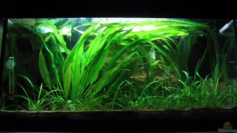 Aquarium Hauptansicht von Becken 3278