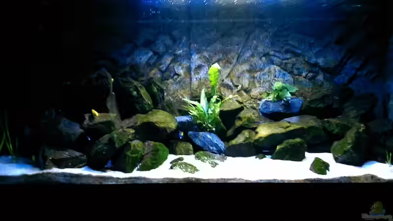 Aquarium Hauptansicht von Becken 32905