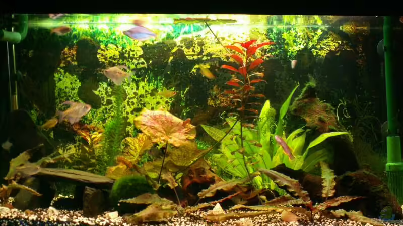 Aquarium Hauptansicht von Becken 3297