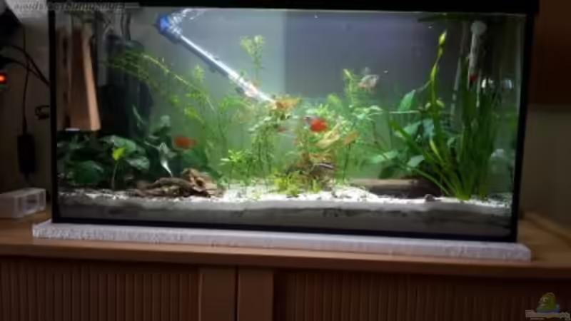Aquarium Hauptansicht von Becken 33538