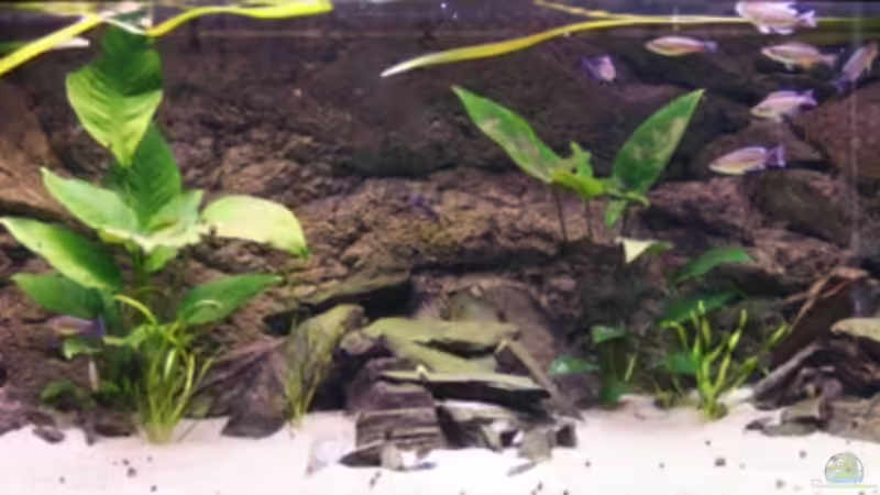 Aquarium Hauptansicht von Becken 3404