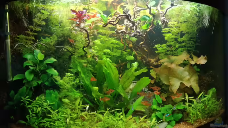 Aquarium Hauptansicht von Becken 34169