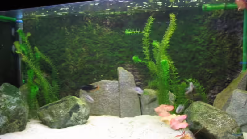 Aquarium Hauptansicht von Becken 3568