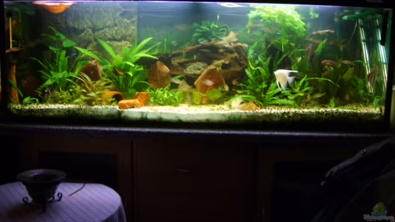 Aquarium Hauptansicht von Becken 3686