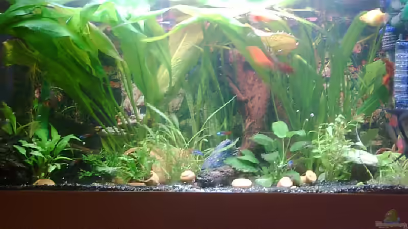 Aquarium Hauptansicht von Becken 3690