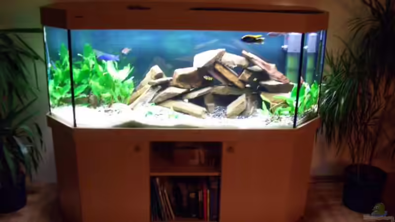 Aquarium Hauptansicht von Becken 374