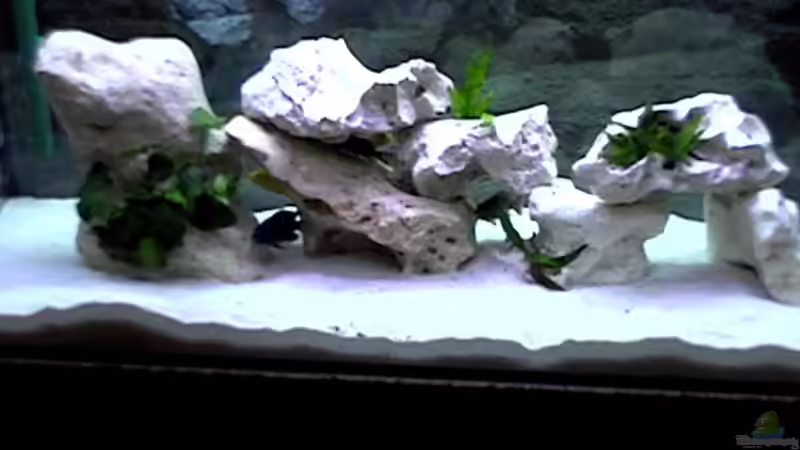 Aquarium Hauptansicht von Becken 3757