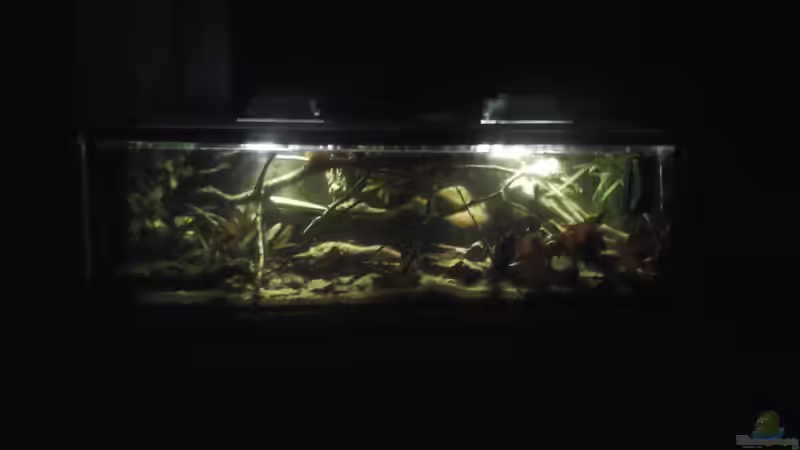 Aquarium Hauptansicht von Becken 37738