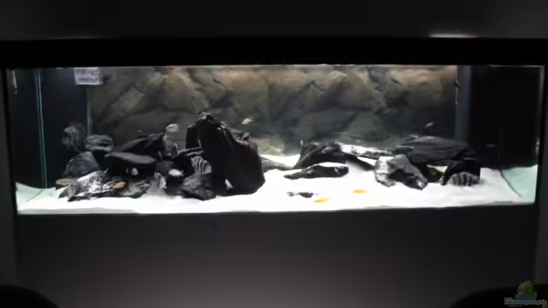 Aquarium Hauptansicht von Becken 3788