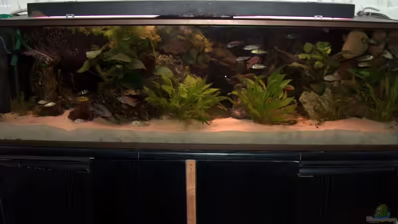 Aquarium Hauptansicht von Becken 395