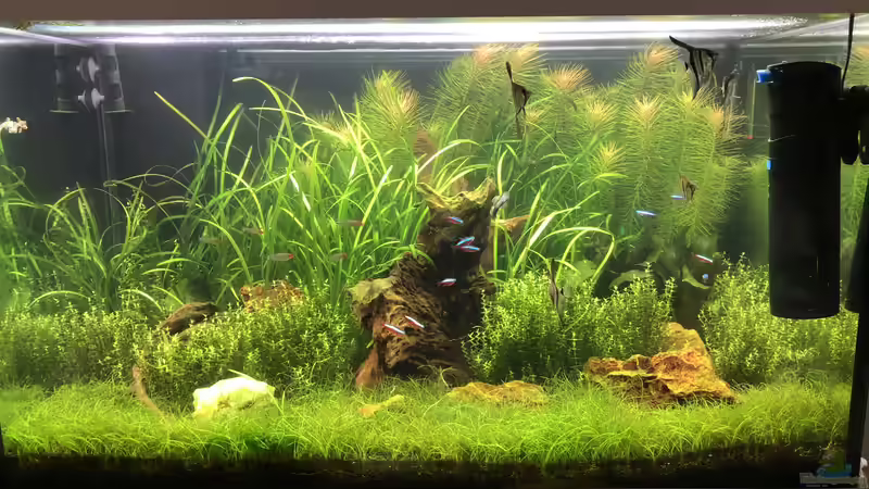 Aquarium Hauptansicht von Becken 39775