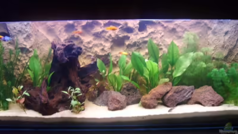 Aquarium Hauptansicht von Becken 3988