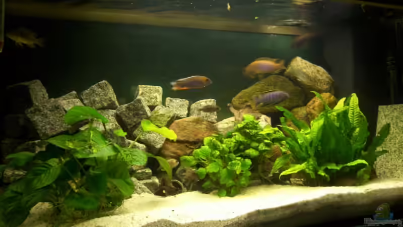 Aquarium Hauptansicht von Becken 4016