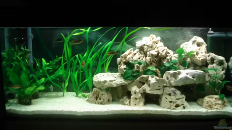 Aquarium Hauptansicht von Becken 4046