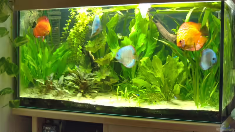 Aquarium Hauptansicht von Becken 4095