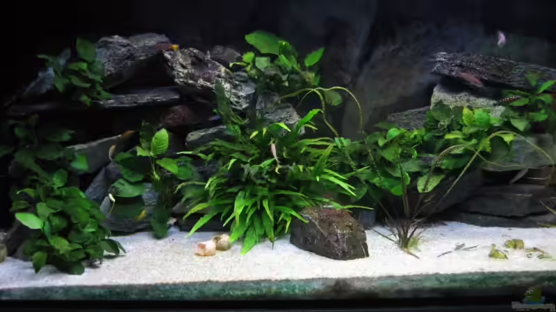 Aquarium Hauptansicht von Becken 4160