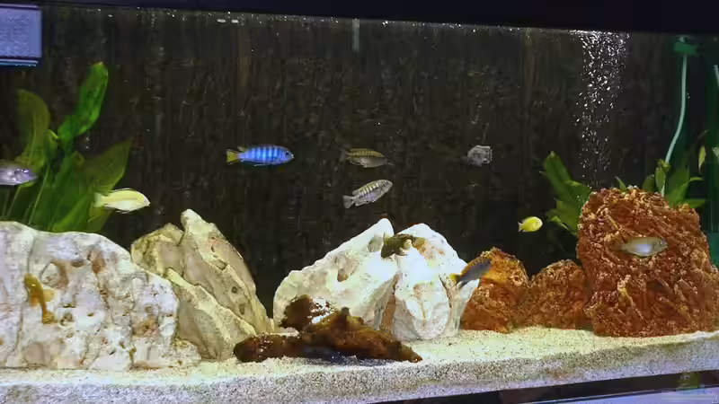 Aquarium Hauptansicht von Becken 43