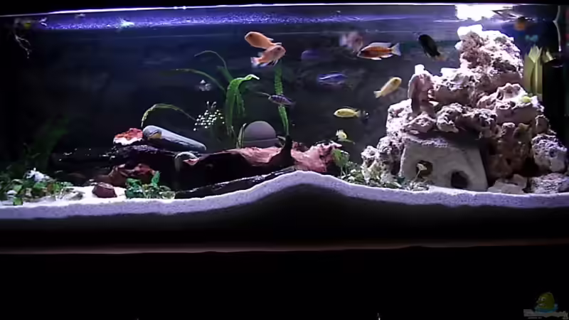 Aquarium Hauptansicht von Becken 4355