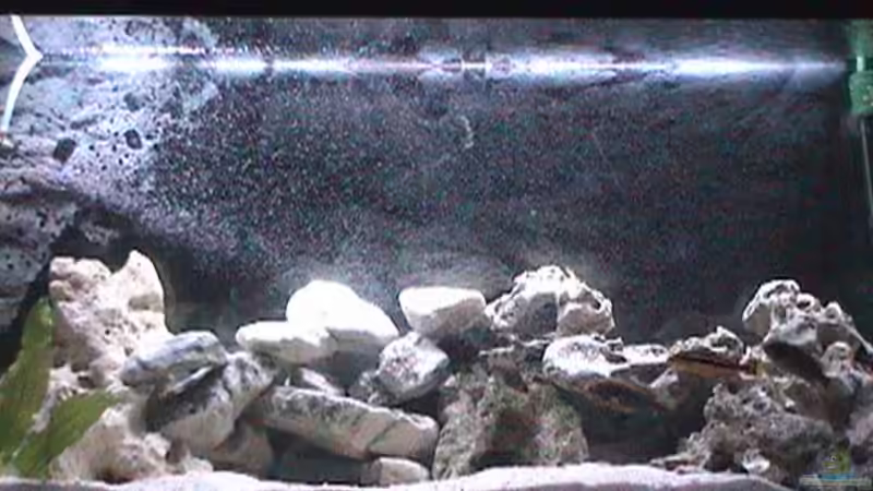 Aquarium Hauptansicht von Becken 445