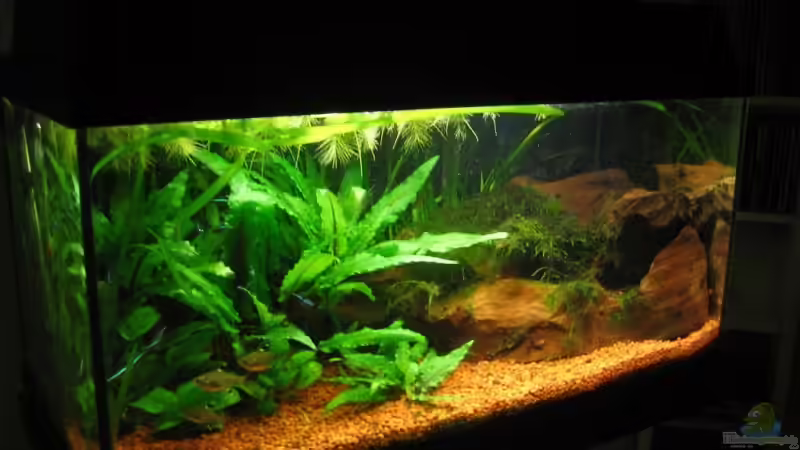 Aquarium Hauptansicht von Becken 4525