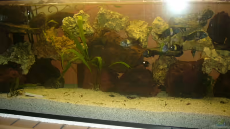 Aquarium Hauptansicht von Becken 4587