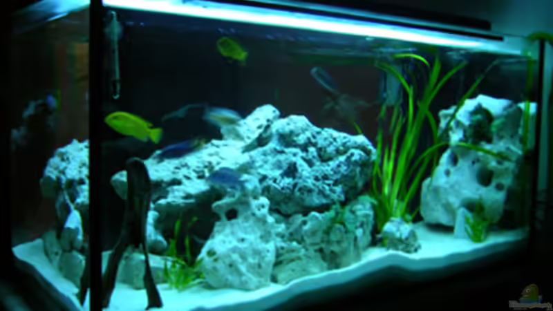 Aquarium Hauptansicht von Becken 460